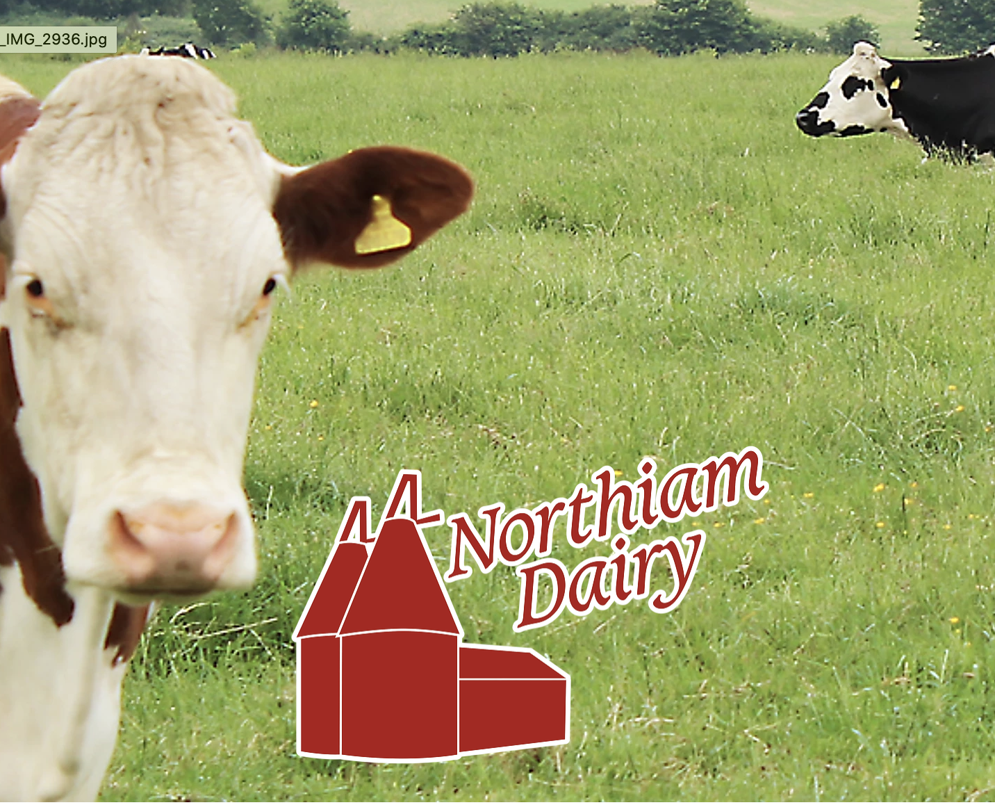 Northiam Dairy Cows