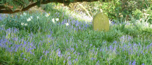 Grave With Bluebells