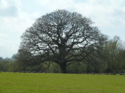 A perfectly formed oak tree in Sandhurst