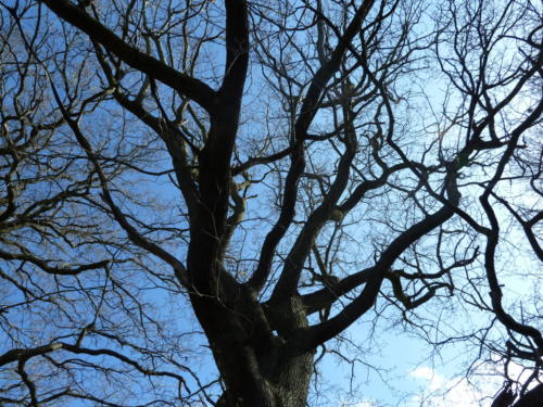 Blue sky through an oak tree