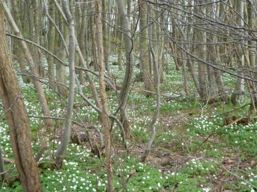 Wood anemones throughout a wood in Sandhurst