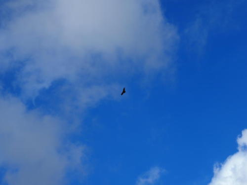 A buzzard over Sandhurst